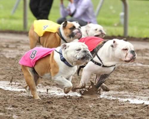 Bulldog Koşusu etkinliğinden bir fotoğraf.