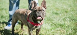 Bulldog Koşusu ve Bulldog Günü