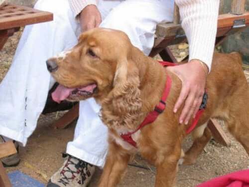 Köpeğinizi Elde Tutulmayı Kabul Etmesi için Nasıl Eğitirsiniz?