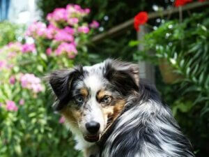 Köpek Isırıkları ve Yapılması Gerekenler