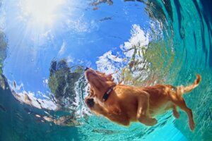 iyi yüzen köpekler, köpekler