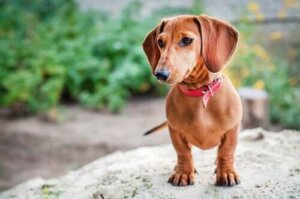 9 Popüler Alman Köpek Irkı