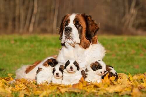 Bir anne köpek ve yavruları.