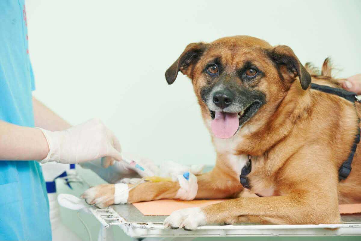 veterinerde serum alan köpek