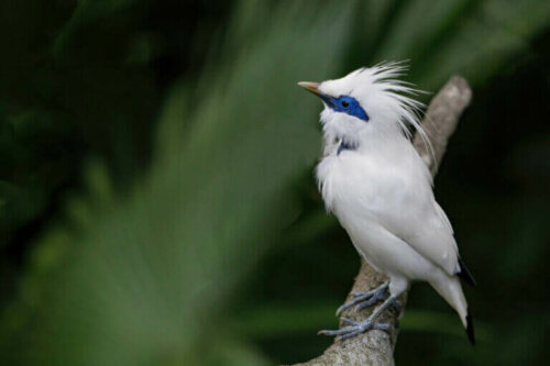 Bali Myna: Nesli Tükenmekte Olan Güzel Bir Kuş
