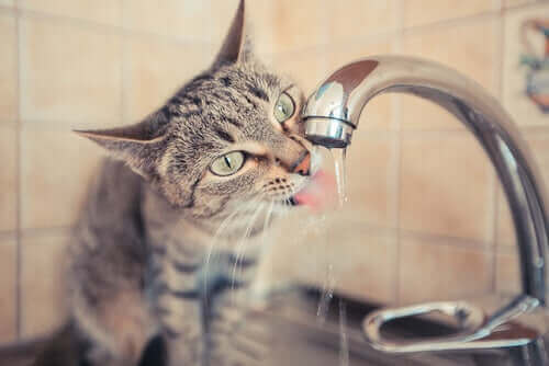 Mutfak çeşmesinden akan suyu içen ev kedisi