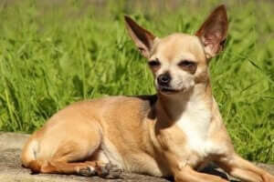 Chihuahua paris hilton