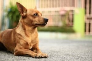 Köpeklerde En Sık Görülen Cilt Problemleri