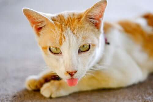 Sarı beyaz kedilerin dili