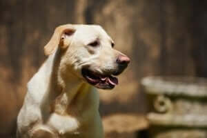 dili dışarıda yaşlı köpek