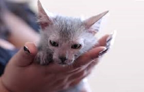 Bir kadının elinde duran bir kurt kedisi yavrusu.