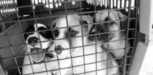 Evsiz Köpekler İçin Yaşam Umudu