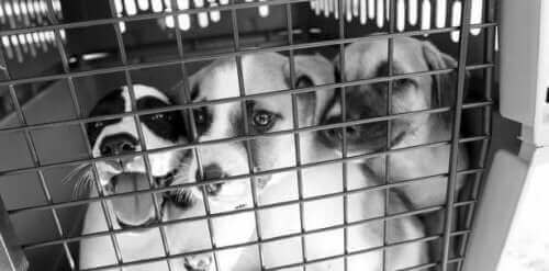 Evsiz Köpekler İçin Yaşam Umudu