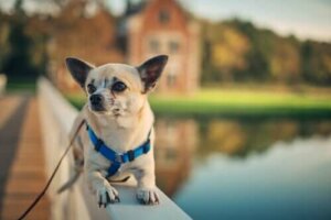 Köpekler Yatılı Köpek Evlerinden Döndüğünde Neler Değişir