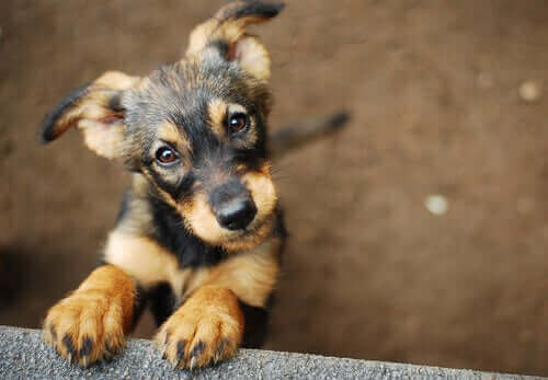 Hangi Köpeği Sahiplenmelisiniz? Gerçekten Hazır Mısınız?