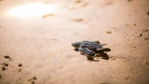 kaplumbağa yavruları deri sırtlı deniz kaplumbağaları