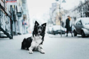 Hayvan İstismarıyla Mücadele: Nasıl Destek Olunur?