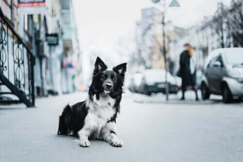 Hayvan İstismarıyla Mücadele: Nasıl Destek Olunur?