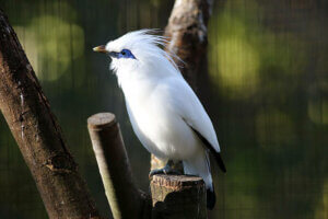 bali myna