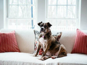 Evcil Köpeklerin Kökeni: Nasıl Ortaya Çıktılar