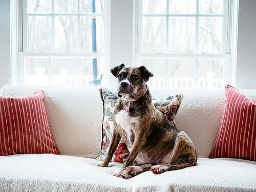 Evcil Köpeklerin Kökeni: Nasıl Ortaya Çıktılar