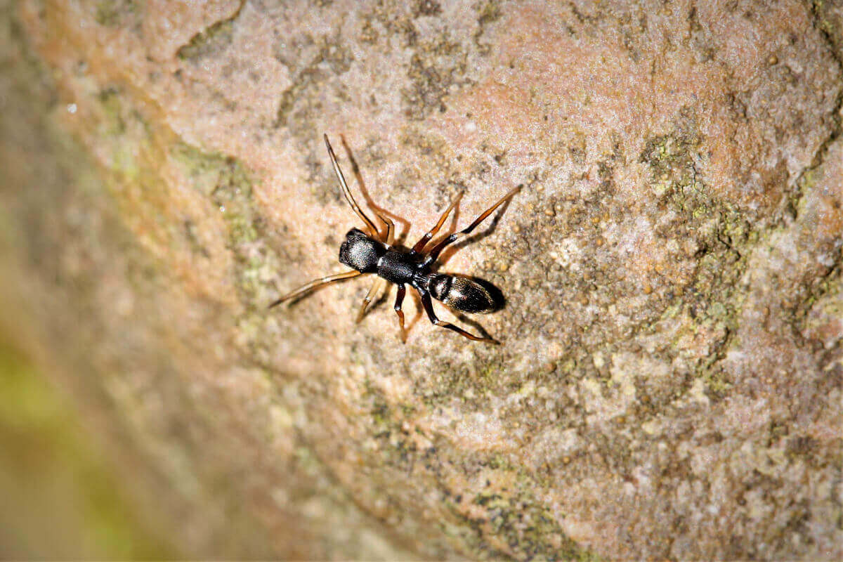 karınca taklit eden örümcek