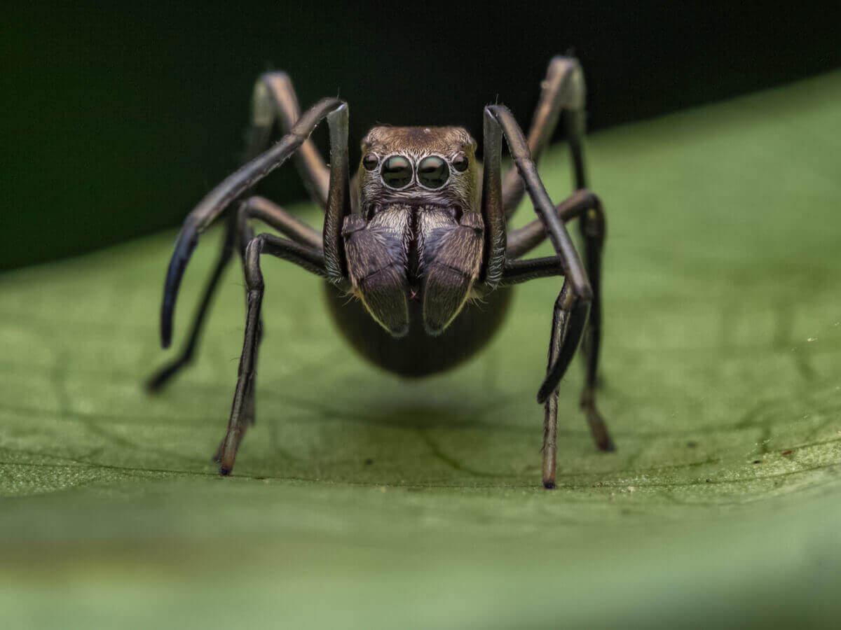karınca taklit eden örümcekler