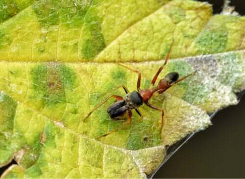Karınca Taklit Eden Örümcekler Genus Myrmarachne