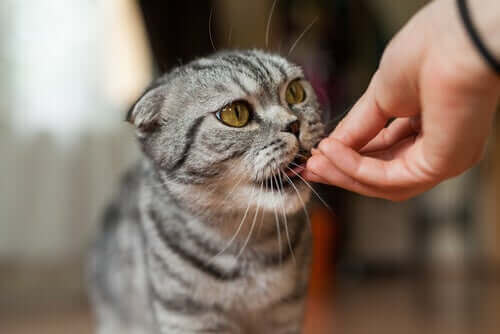 Bir insanın eliyle beslediği bir kedi.
