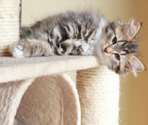 Tırmanma tahtasında yan yatan kedi