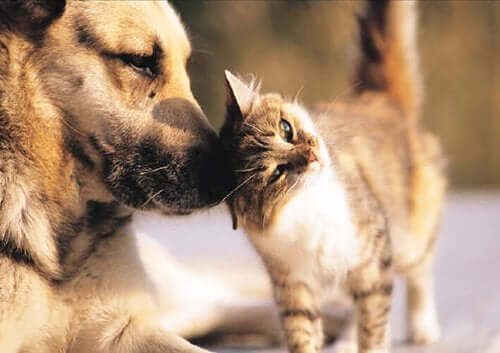 kedi ve köpeklerin dostluğu
