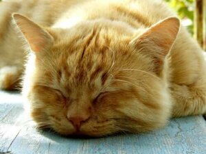 Kedilerin Uyku Alışkanlıkları
