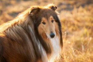 Köpeklerde Diyabeti Önlemek - Alışkanlıkları Değiştirmek