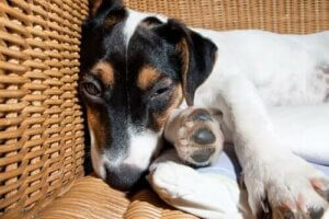 Köpeklerde Menenjit: Bilmeniz Gereken Her Şey
