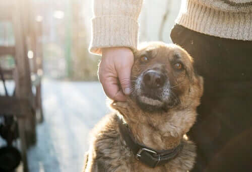 Köpeğini seven bir kişi.