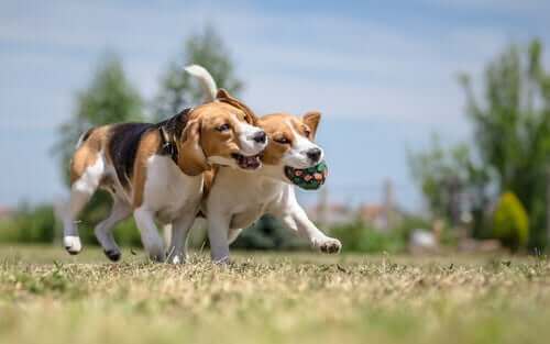 Köpeğinizi Sosyalleştirmek İçin Üç Harika Yol