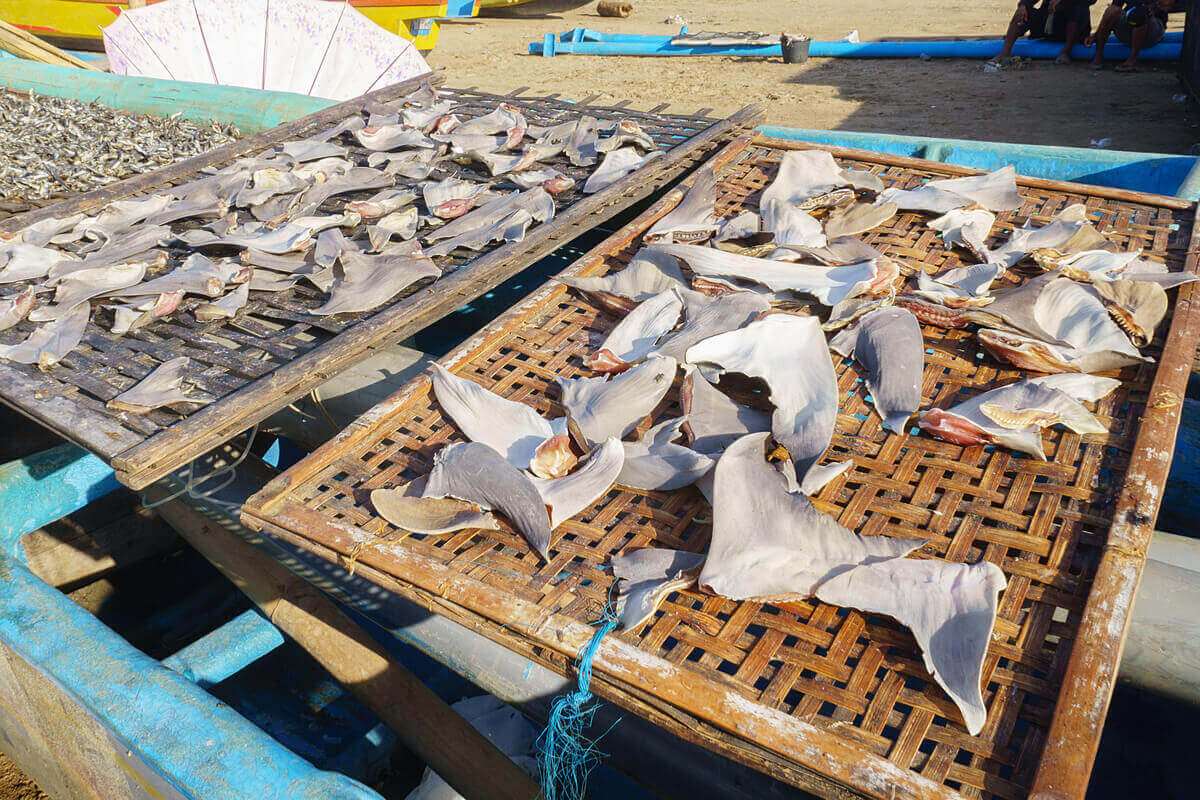 satılan köpek balığı yüzgeçleri
