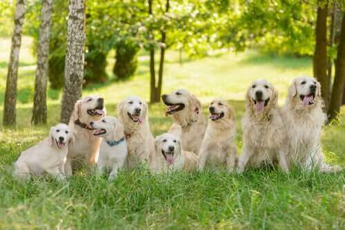Köpek Burçları: İkinci Altılı