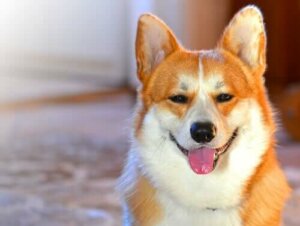 Teknoloji, Köpeğinizin Ruh Halini Anlamanıza Yardımcı Olabilir mi?