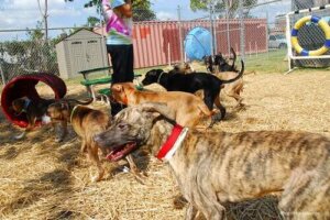 Köpeklere İtaat Eğitimi: Doğru Eğitim Tarzı Nasıl Seçilir?