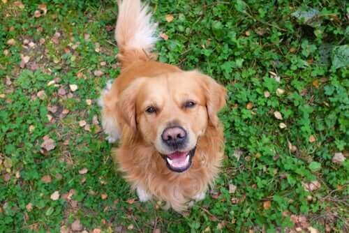 Kameraya bakan bir köpek.