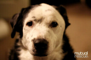 Bir Köpek Nasıl Obez Sahibinin Hayatını Kurtardı