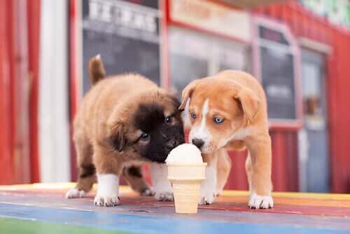 Sadece Köpekler İçin Dondurma Olduğunu Biliyor Muydunuz?