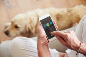 köpek için bir uygulama BARK ID