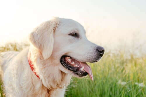 Bir Labrador.