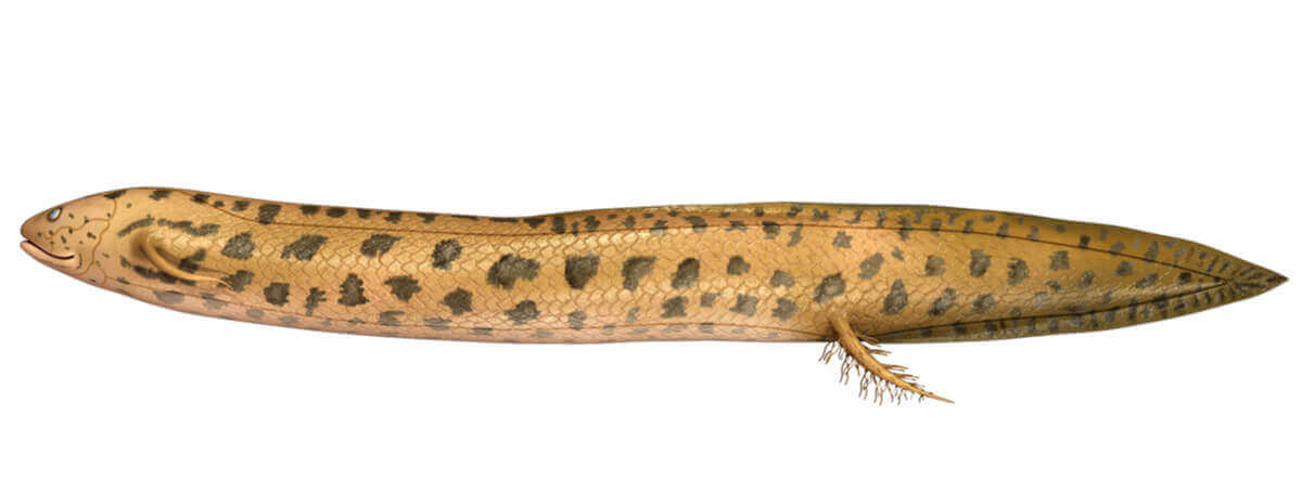 Lepidosiren paradoxa akciğerli balık