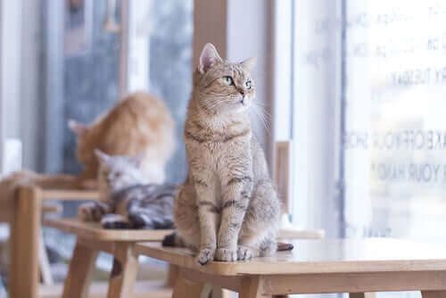 Kafedeki ahşap masaların üstünde duran üç kedi