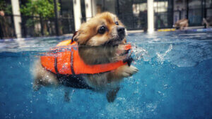 Köpeğinizle Yüzmek İstiyorsanız Bilmeniz Gereken 5 Şey