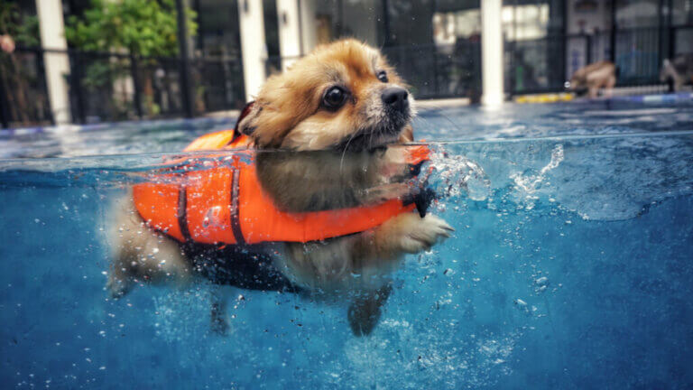 Köpeğinizle Yüzmek İstiyorsanız Bilmeniz Gereken 5 Şey