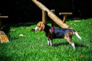 En Popüler Köpek Irkları ve Özellikleri